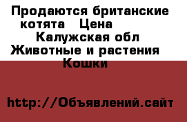 Продаются британские котята › Цена ­ 3 000 - Калужская обл. Животные и растения » Кошки   